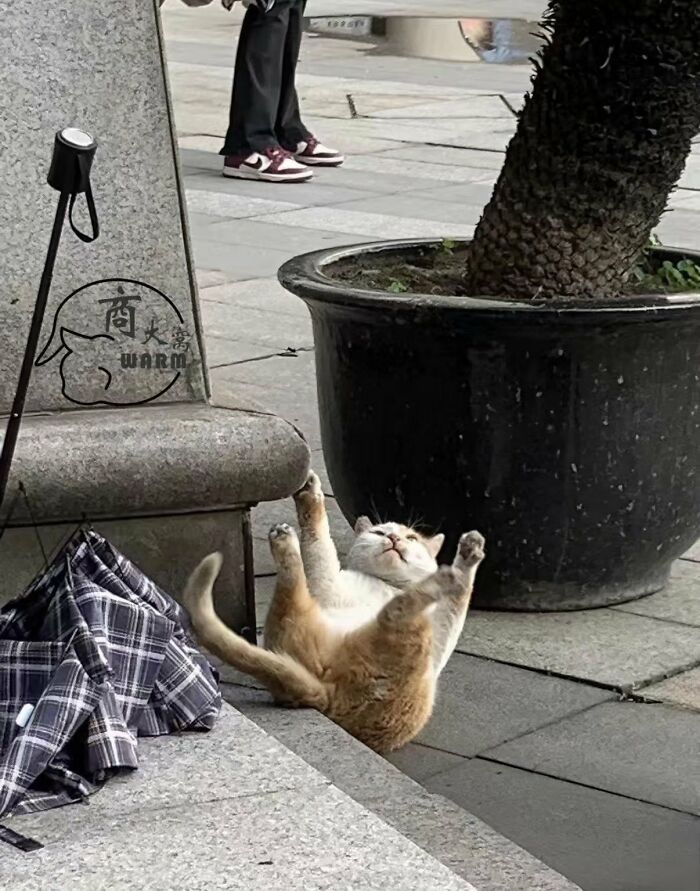 This X Page With Over A Million Followers Shares The Internet’s Most Wholesome Animal Photos, And Here Are 60 Of The Best Ones