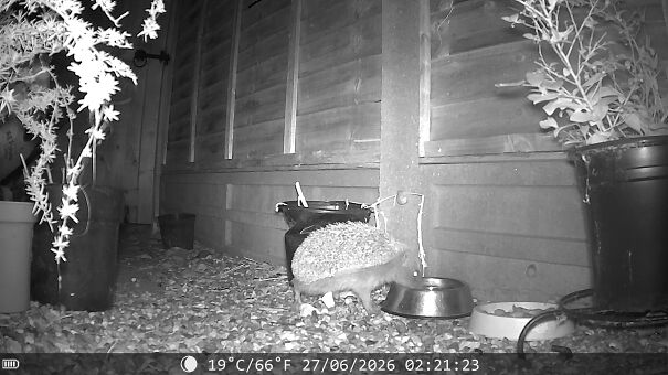 Hedgehog1-6a40021c6e2f9.jpg