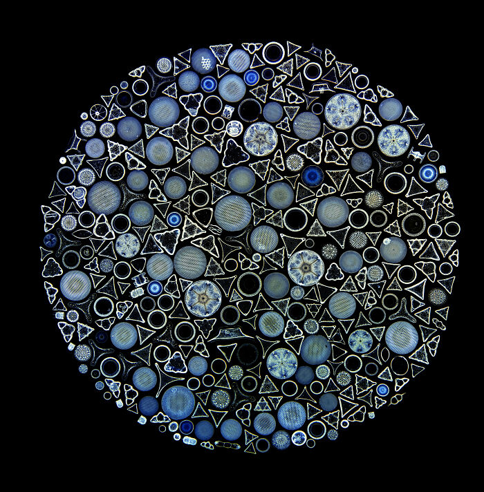 “Diatom Arrangement” By Jan Rosenboom