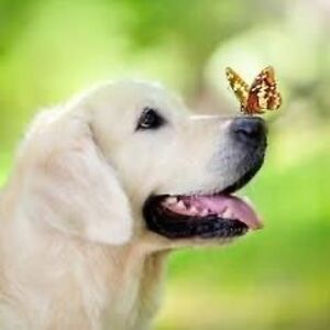 cathutt avatar