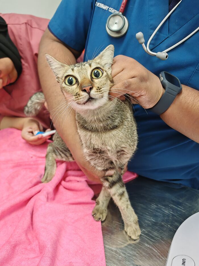 Veterinarian holding a street cat with wide eyes during a check-up, emphasizing local action and technology.