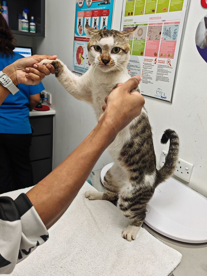 Veterinarian holding a street cat standing on hind legs for a check-up, highlighting local action and technology.