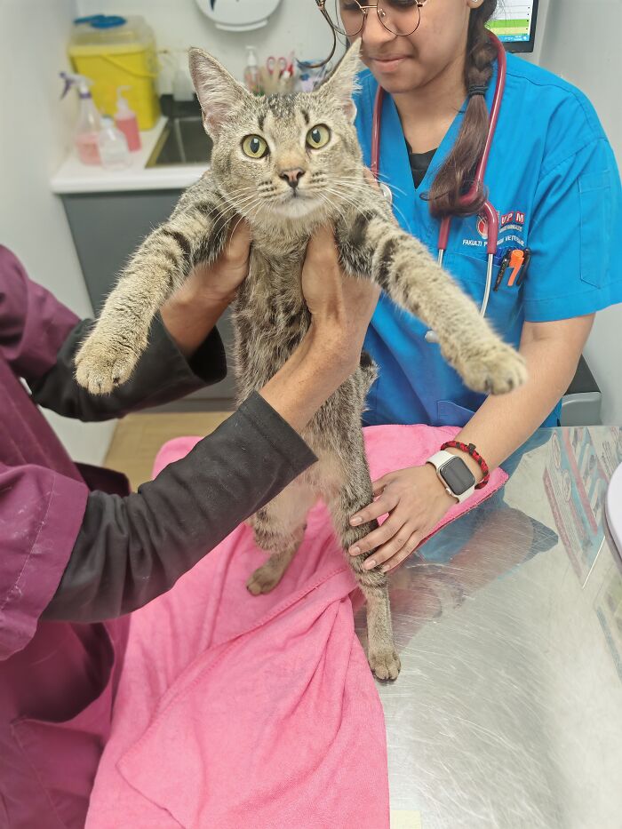 Veterinarians examining a tabby cat on a pink towel, showing local action for the health of street cats.