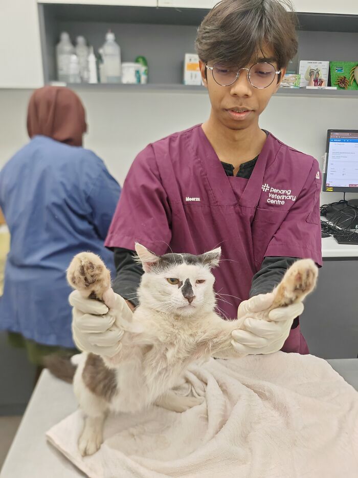 A veterinary professional at an organization using local action and clever technology to help street cats, examining a cat.