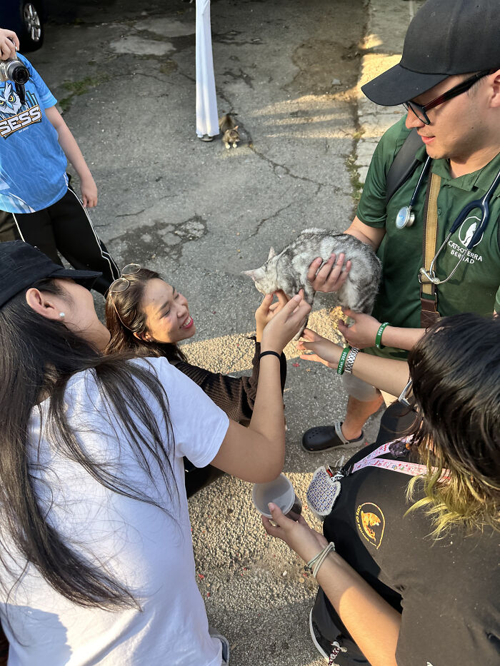 A group of people caring for a street cat outdoors, demonstrating an organization's local action to help street cats.