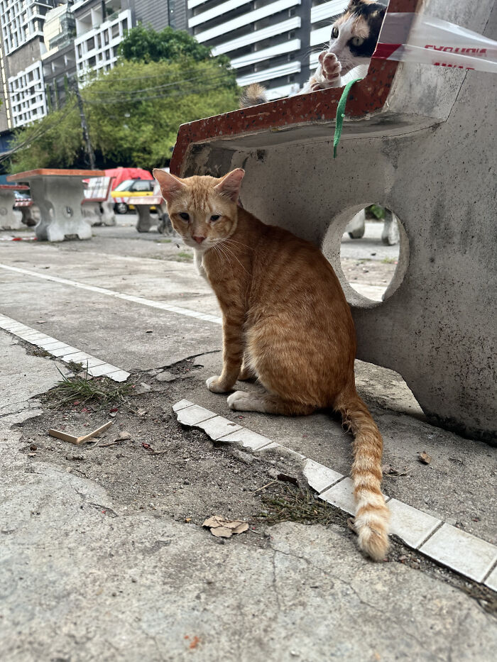 An orange street cat sitting on the pavement, looking at the camera, with another cat in the background.