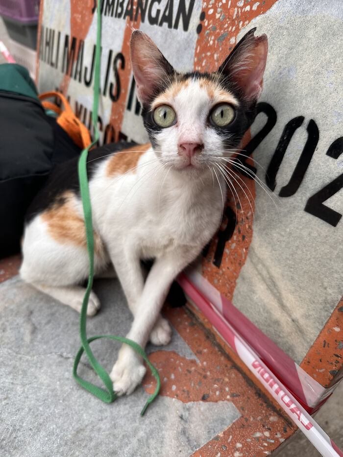 A calico street cat with green eyes looking intently at the camera, with a green ribbon around its neck.