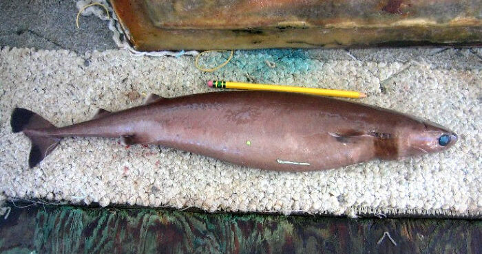 A brown shark, possibly an unsolved mystery species, lying on a white textured surface with a yellow pencil.