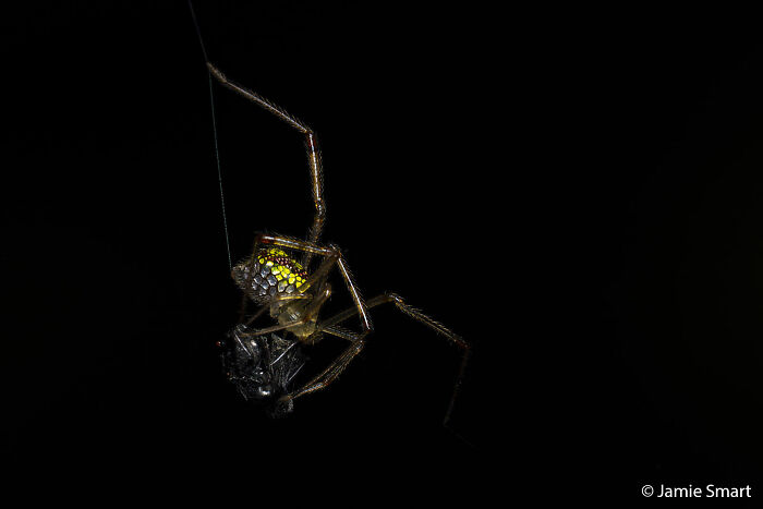 A close-up of a spider with a vibrant yellow and green patterned back, hanging by a thread against a dark background, showcasing an Au Photo Contest entry.