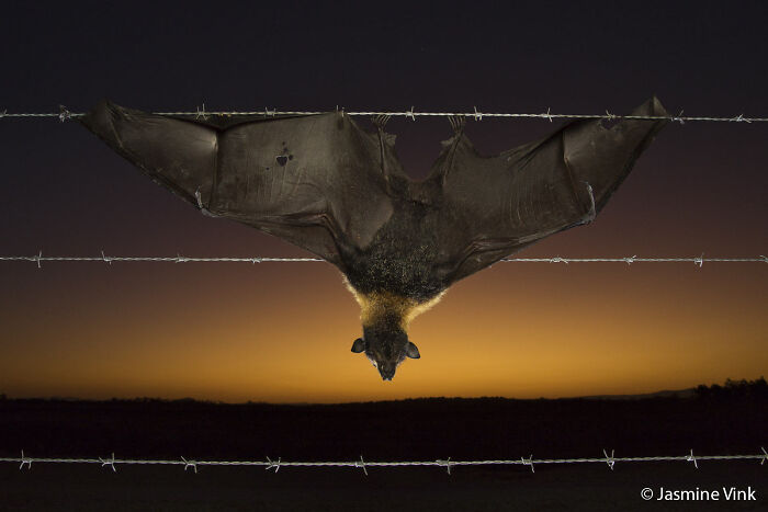A fruit bat hanging upside down on barbed wire against a sunset in Australia, submitted to the Au Photo Contest.