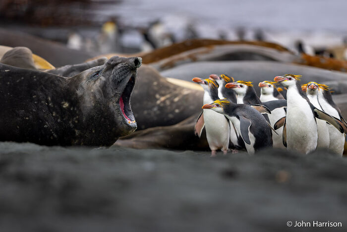 A yawning seal with a group of penguins watching, captured for the Au Photo Contest.