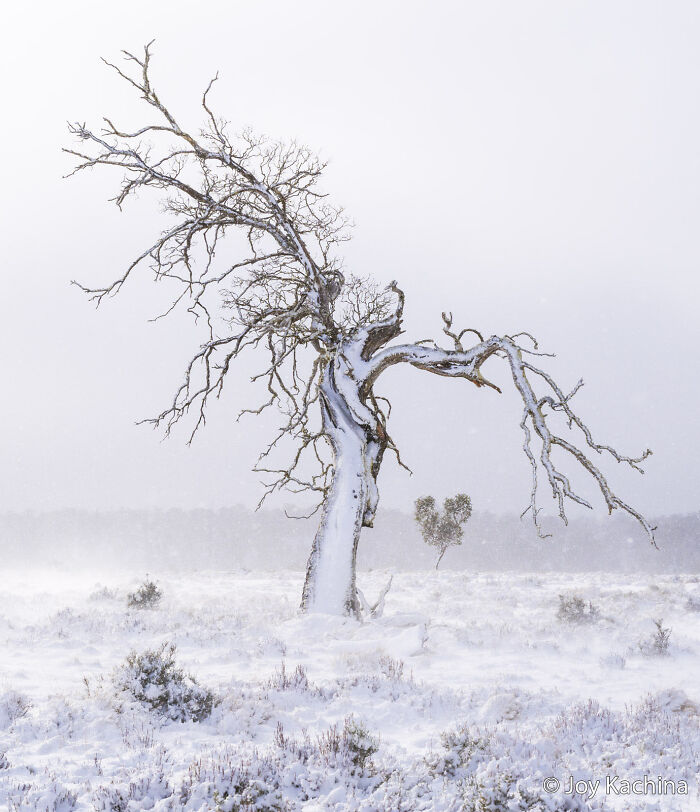 A snow-covered, gnarled tree stands in a winter landscape, submitted for the Au Photo Contest.