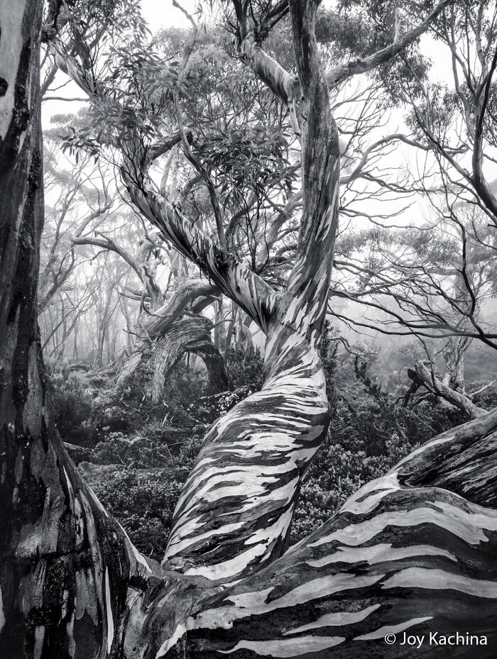 Black and white image of a striking, twisted eucalyptus tree trunk in a misty forest for the Au Photo Contest.