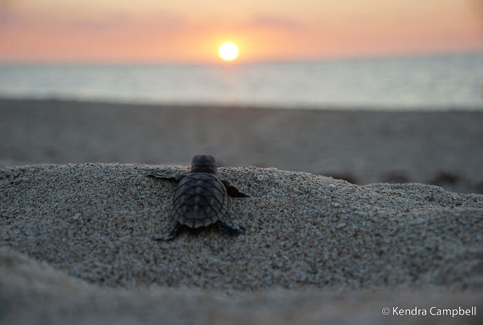 A baby sea turtle crawls towards the ocean at sunset, entry for the Au Photo Contest.