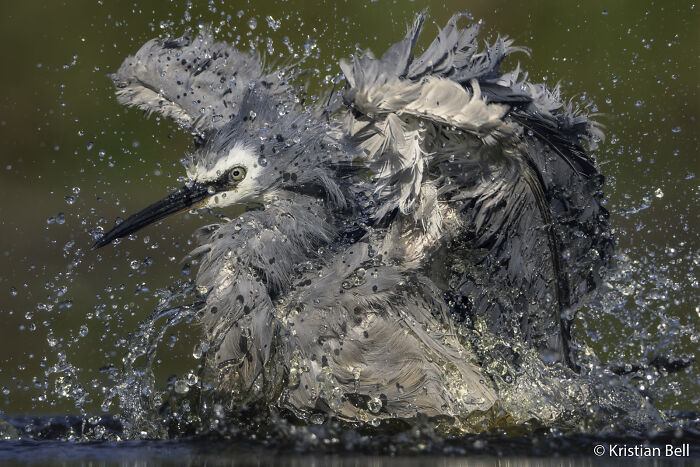 A white-faced heron with wings spread, creating a large splash while bathing, submitted to an Au Photo Contest.