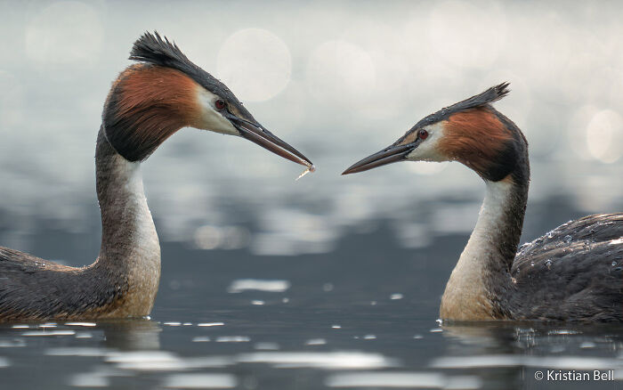 Two Great Crested Grebes facing each other in water, one offering food, a submission to the Au Photo Contest.