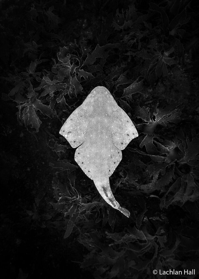 A high-contrast black and white overhead shot of a stingray-like fish on a dark, textured background for the Au Photo Contest.