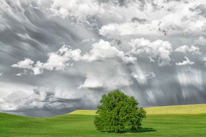 “Pastoral Palouse” By Charles Janson