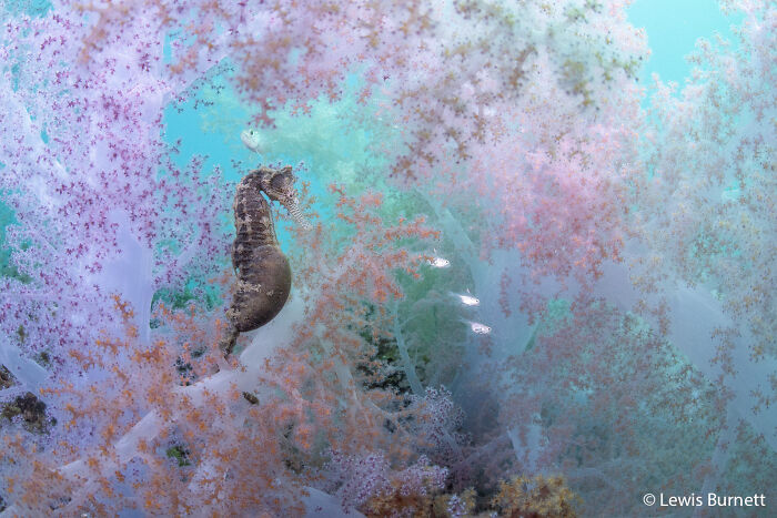 A seahorse nestled among colorful soft corals underwater, an enchanting scene from the Au Photo Contest.