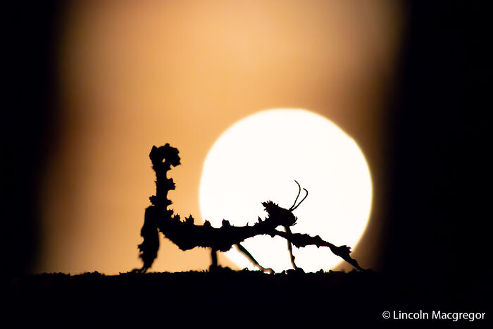 Silhouette of a spiny leaf insect against a bright, warm sunset, featured in the Au Photo Contest.
