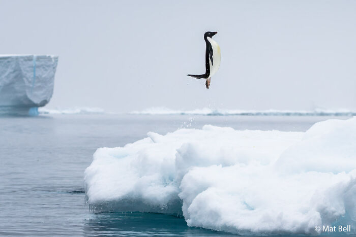 An Adelie penguin leaping from an ice floe in the Au Photo Contest.