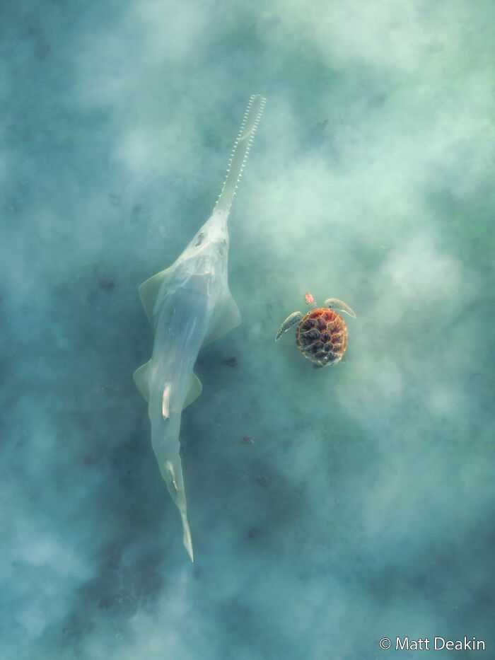 An overhead view of a sawfish swimming alongside a sea turtle, submitted for the Au Photo Contest.