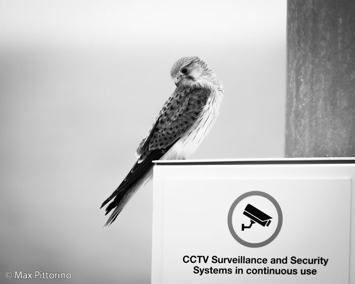 A speckled bird perched on a sign that reads CCTV Surveillance and Security Systems in continuous use, an Au Photo Contest entry.