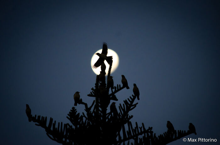 Bird silhouettes against a bright full moon, with one bird mid-flight above a tree, a submission to the Au Photo Contest.