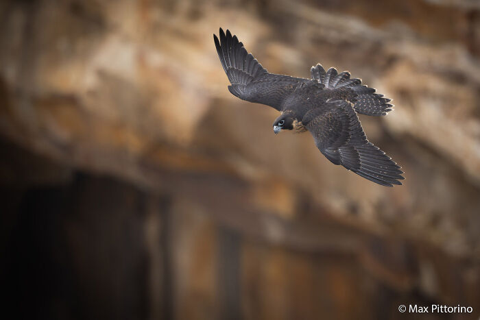 A dark bird of prey with wings spread, soaring downward against a blurred rock background, from the Au Photo Contest.