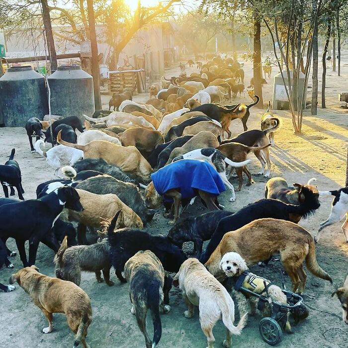 Meet Eduardo Groh Riermersma, The Man Who Devoted His Life To Caring For More Than 600 Rescued Dogs At Refugio El Montecito