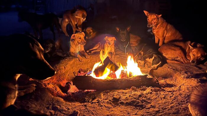 Meet Eduardo Groh Riermersma, The Man Who Devoted His Life To Caring For More Than 600 Rescued Dogs At Refugio El Montecito