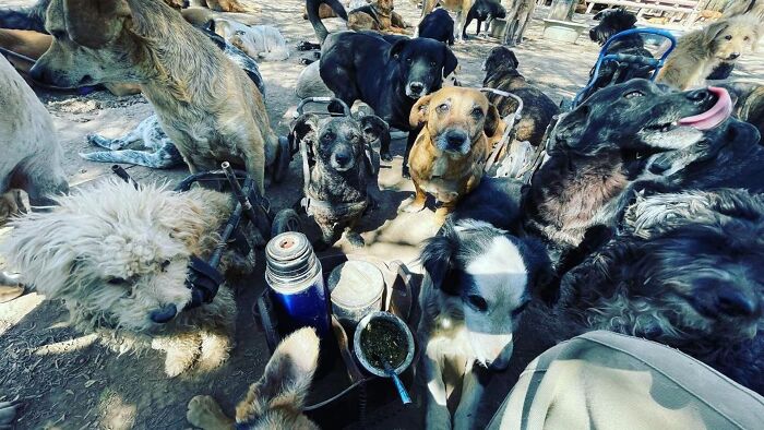 Meet Eduardo Groh Riermersma, The Man Who Devoted His Life To Caring For More Than 600 Rescued Dogs At Refugio El Montecito