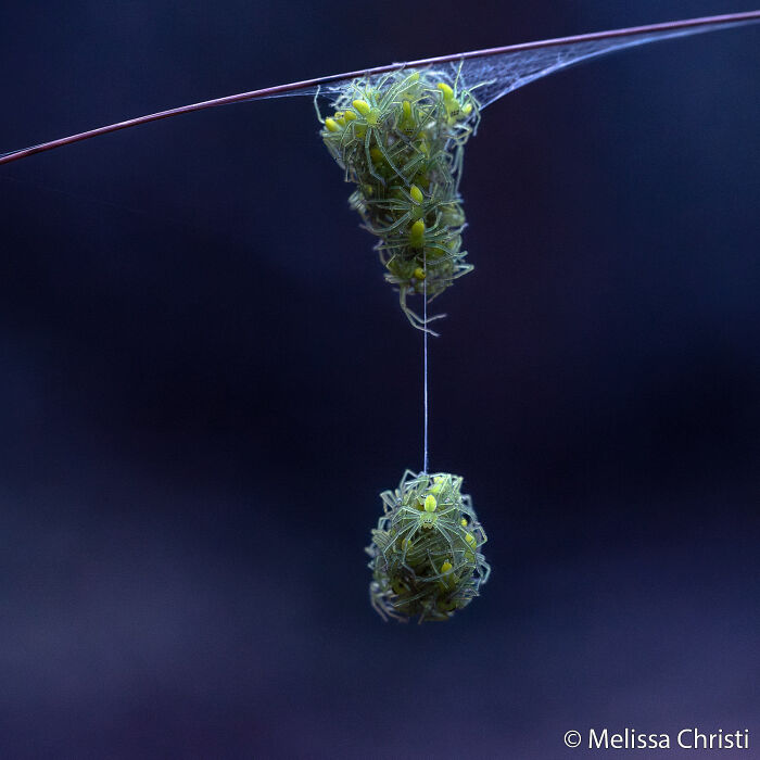 Small, green spiders in two clusters hanging from a web, an Au Photo Contest submission.