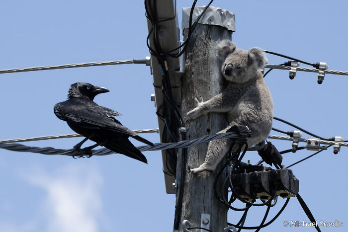 Koala climbing a utility pole with a crow perched on a wire nearby, captured for the Au Photo Contest.