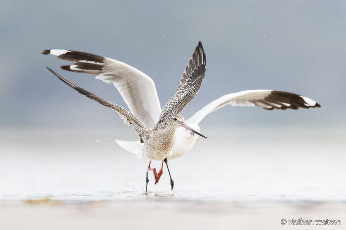 Two birds, one in focus with wings spread, wading in shallow water for an Au Photo Contest.