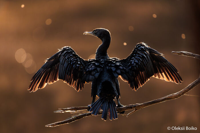 A cormorant with its wings spread out, drying in the golden light for the Au Photo Contest.