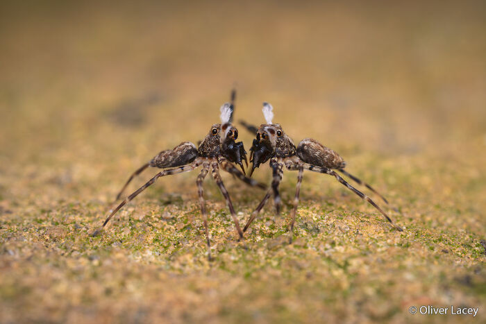 Two long-legged spiders facing each other on a textured surface, featured in the Au Photo Contest.