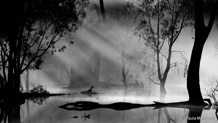 Misty Australian wetland with trees and water reflections, submitted to the Au Photo Contest.