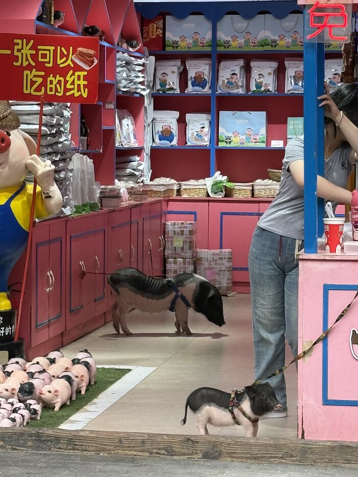 Miniature pigs with leashes in a colorful store in China, highlighting the traveler's unique experiences there.