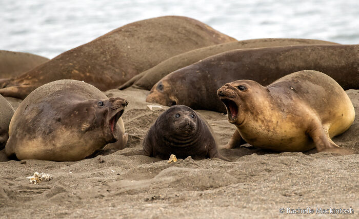 Three elephant seals, including a pup, on a sandy beach, two with open mouths, featured in an Au Photo Contest.