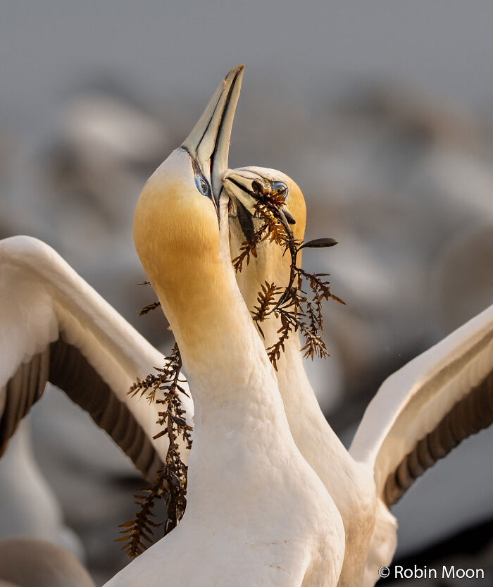 Two gannets engaging in a courtship display with seaweed during an Au Photo Contest.