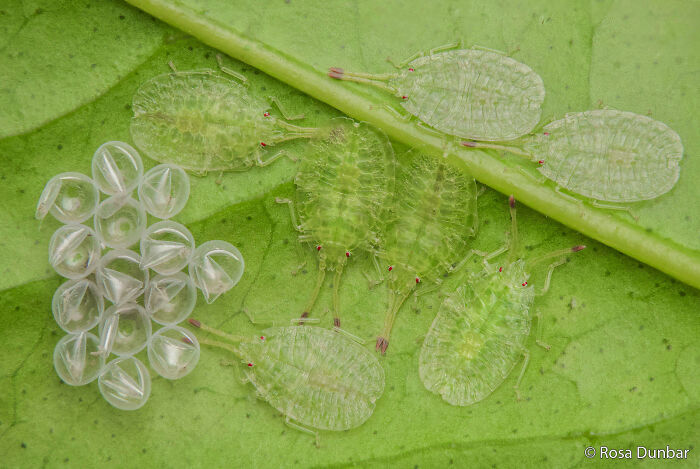 Green lacewing larvae and eggs on a leaf, a captivating Au Photo Contest entry.