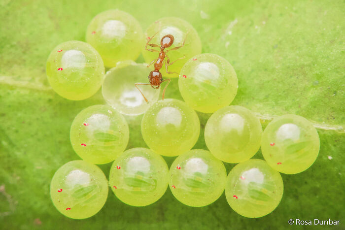Close-up of a small ant tending to a cluster of translucent, spherical eggs on a green leaf for the Au Photo Contest.