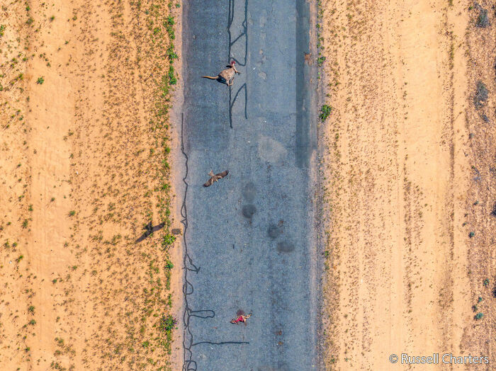 Overhead view of a kangaroo, an eagle, and a cyclist on an Australian rural road for the Au Photo Contest.