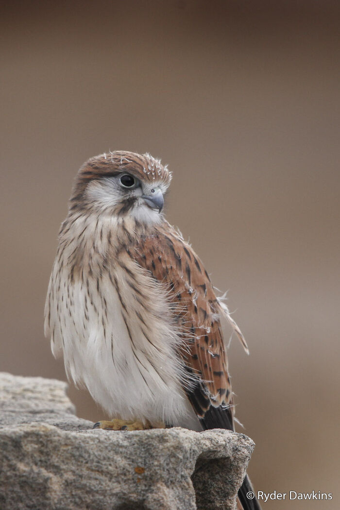 A small, fluffy bird with brown and white feathers perched on a rock, part of an Au Photo Contest.