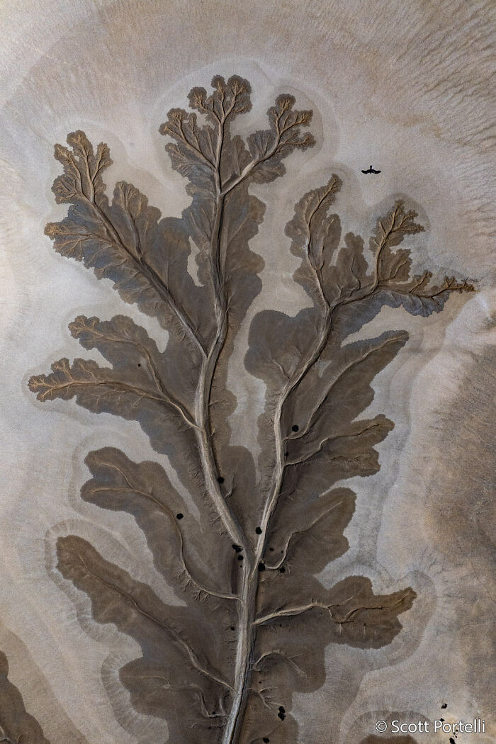 An aerial view of a dry, cracked riverbed resembling a tree, with a small bird flying, a stunning Au Photo Contest entry.