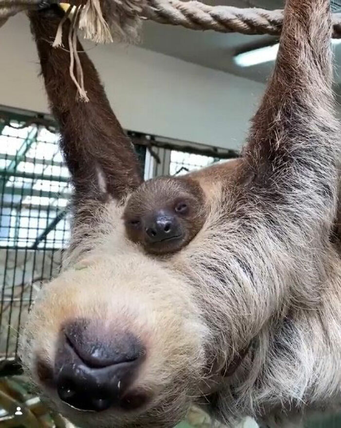 Baby sloth hanging on its mother in indoor enclosure