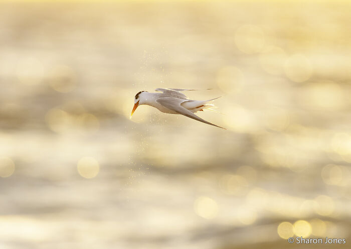 A royal tern fishing in golden water, captured for the Au Photo Contest.