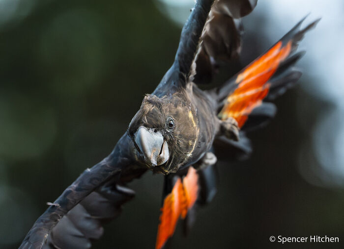 Black cockatoo with striking orange tail feathers in flight, a captivating Au Photo Contest entry.