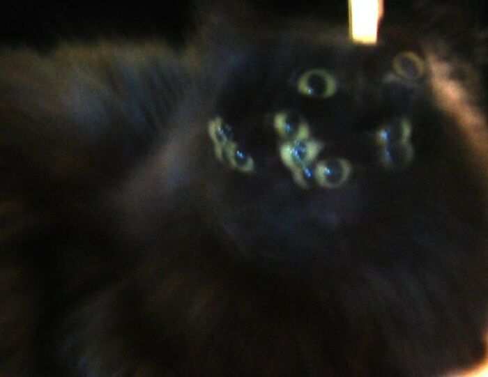 Blurred image of black cat with multiple glowing eyes